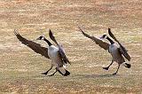 Synchronized Landing_15156